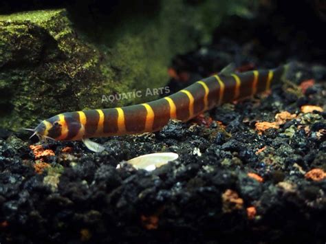 coolie loach for sale